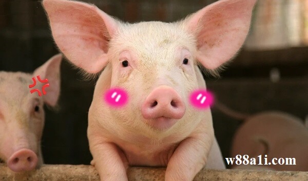 Apa artinya bermimpi bahwa seekor babi memukul babi paling akurat dalam lotre?