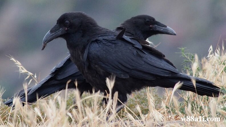 Angka berapa yang tertulis dalam mimpi tentang burung gagak hitam?